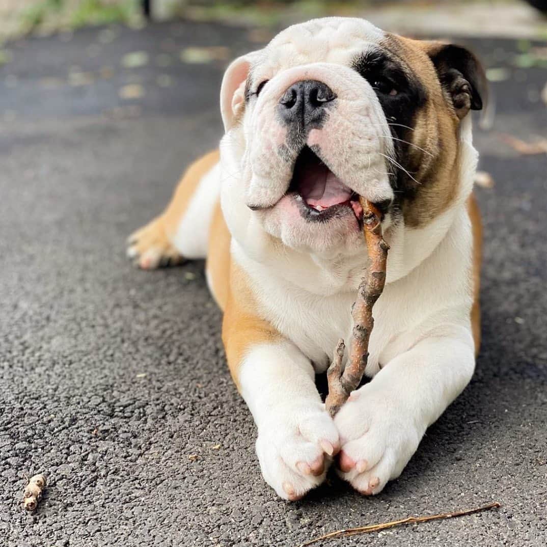 Bodhi & Butters & Bubbahさんのインスタグラム写真 - (Bodhi & Butters & BubbahInstagram)「Hope your weekend is as good as this stick 😍  . . . . . #saturday #vibes #weekend #puppy #love #adventure #nature #dogsofinstagram #bulldog #cute #smile #be #happy #summer #relax #have #fun 💗 @hermann_says_hello」8月16日 1時30分 - keonistuff