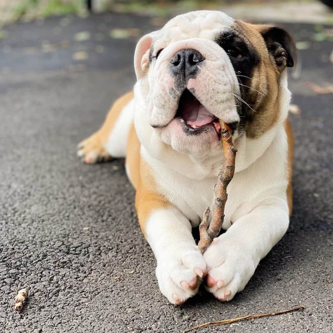 Bodhi & Butters & Bubbahのインスタグラム：「Hope your weekend is as good as this stick 😍  . . . . . #saturday #vibes #weekend #puppy #love #adventure #nature #dogsofinstagram #bulldog #cute #smile #be #happy #summer #relax #have #fun 💗 @hermann_says_hello」