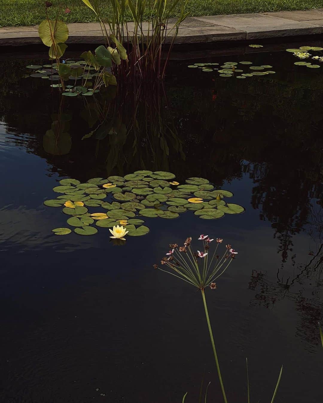 アリス・ガオのインスタグラム：「water lily」