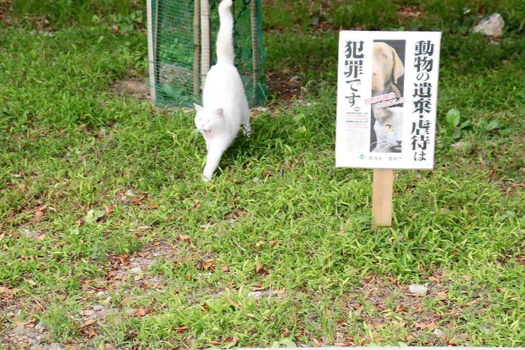 Momoeさんのインスタグラム写真 - (MomoeInstagram)「. .  神社にいた猫やん達🐈🐾 . . #happy #家事 #育児 #family #家族 #boy #smile #男の子 #息子 #code #love #lucky #kids #子供 #thankyou #宝物 #ベビー #fashion #follow #心 #縁 #パパ #ママ #家族写真 #男の子ママ #赤ちゃん写真 #photo #子育て #1歳 #flower」8月16日 1時30分 - momoe75