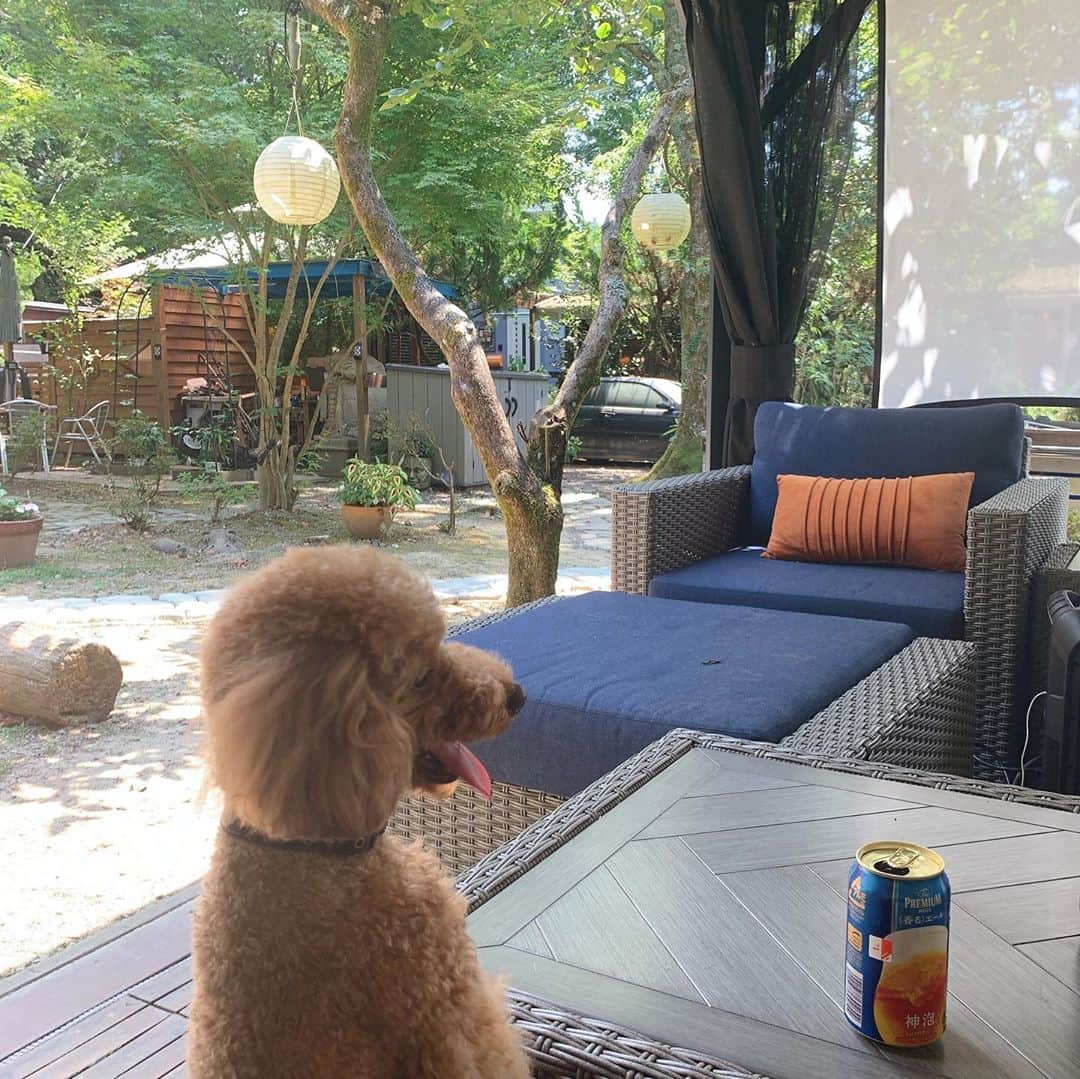 坂田陽子さんのインスタグラム写真 - (坂田陽子Instagram)「何にもしない1日。 お昼（前）からビール飲んで 友人宅の敷地内を走り回るかるたを眺めてた。 ・ ・ かるたとラナの夏休み。 ・ #いぬのいる暮らし  #犬との夏休み #トイプードル #でかぷー」8月16日 1時22分 - yokosakata