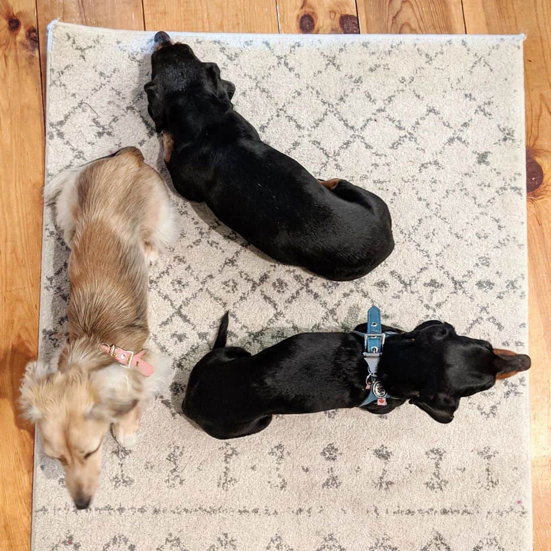 Crusoe the Celebrity Dachshundのインスタグラム：「“Waiting for lunch like..” ~ Crusoe」