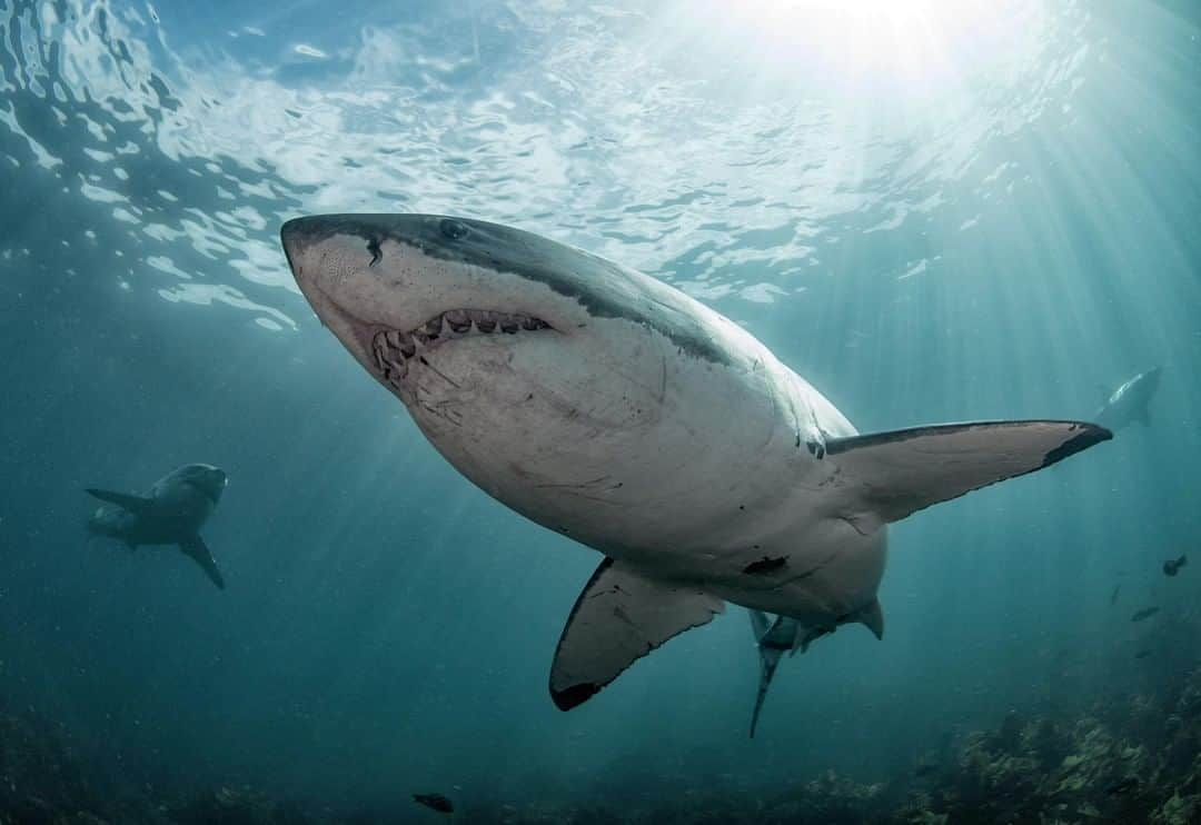 アニマルプラネットさんのインスタグラム写真 - (アニマルプラネットInstagram)「They don’t call it GREAT white for nothing! . . . . . . . #greatwhite #greatwhiteshark #sharkweek #sharks #discoverychannel #sharkpickles #sharkweek2020 #animalplanet #fishfriday #saltwater #ocean #photooftheday #pictureoftheday」8月16日 2時01分 - animalplanet