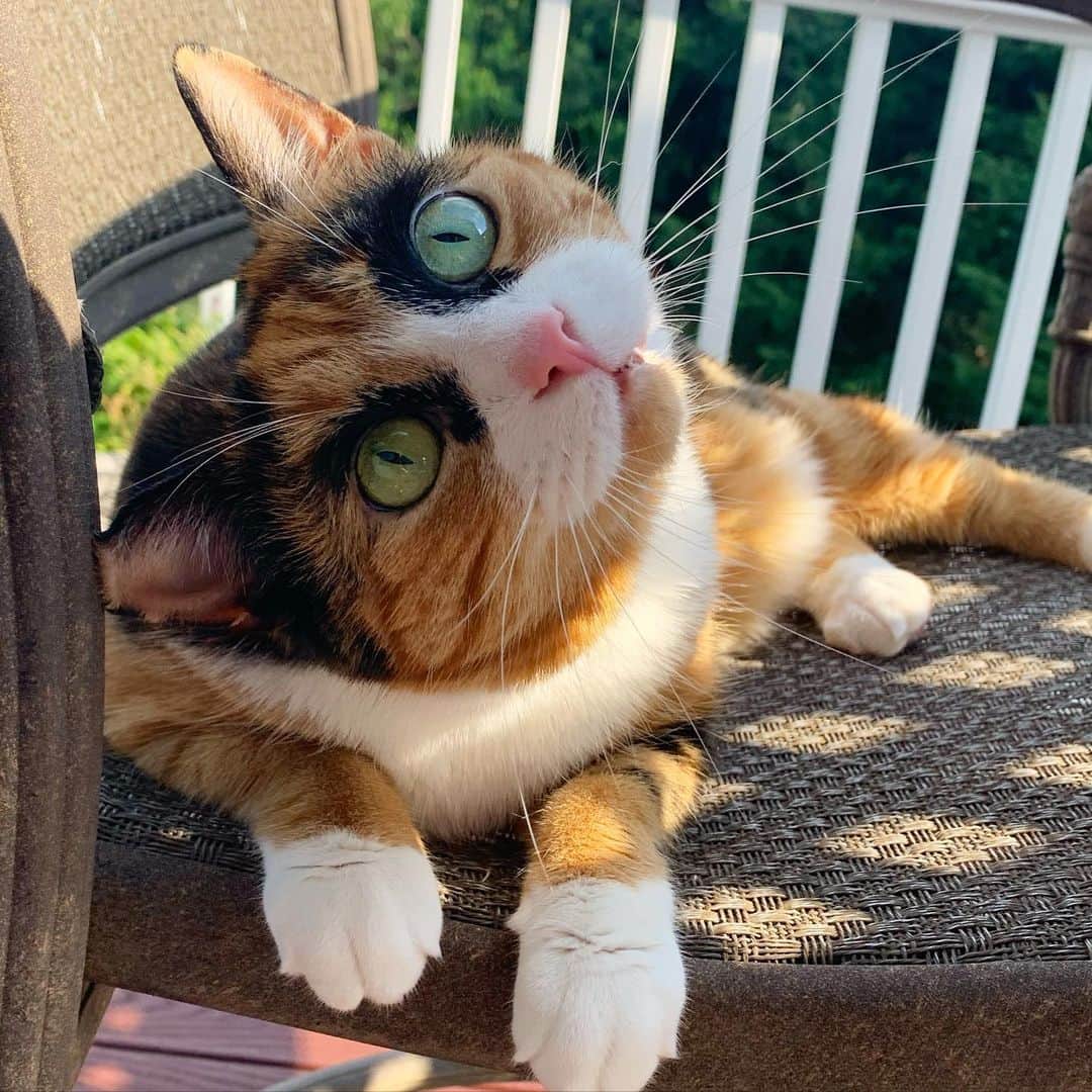 リリーのインスタグラム：「Why can’t every day be Caturday?  . . . . . . . #lillycrazyeyes #mood #catsofinstagram #9gag #calico #instacat #meowstagram #meow #meowdel #instacalico #calico #caturday #saturday #weekend  #crazyeyes #sassy #hangout」