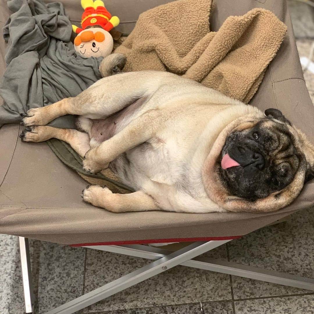 gontaのインスタグラム：「Sunday afternoon.  Hot hot 38° dangerous hot 🥵 I can't go outside.#keelyafternoontea #Gonta2#speakpug #smilingpugs #pugjapan #pug #love #pugsofinstagram #zerozeropug #pugshit #worldofpug」
