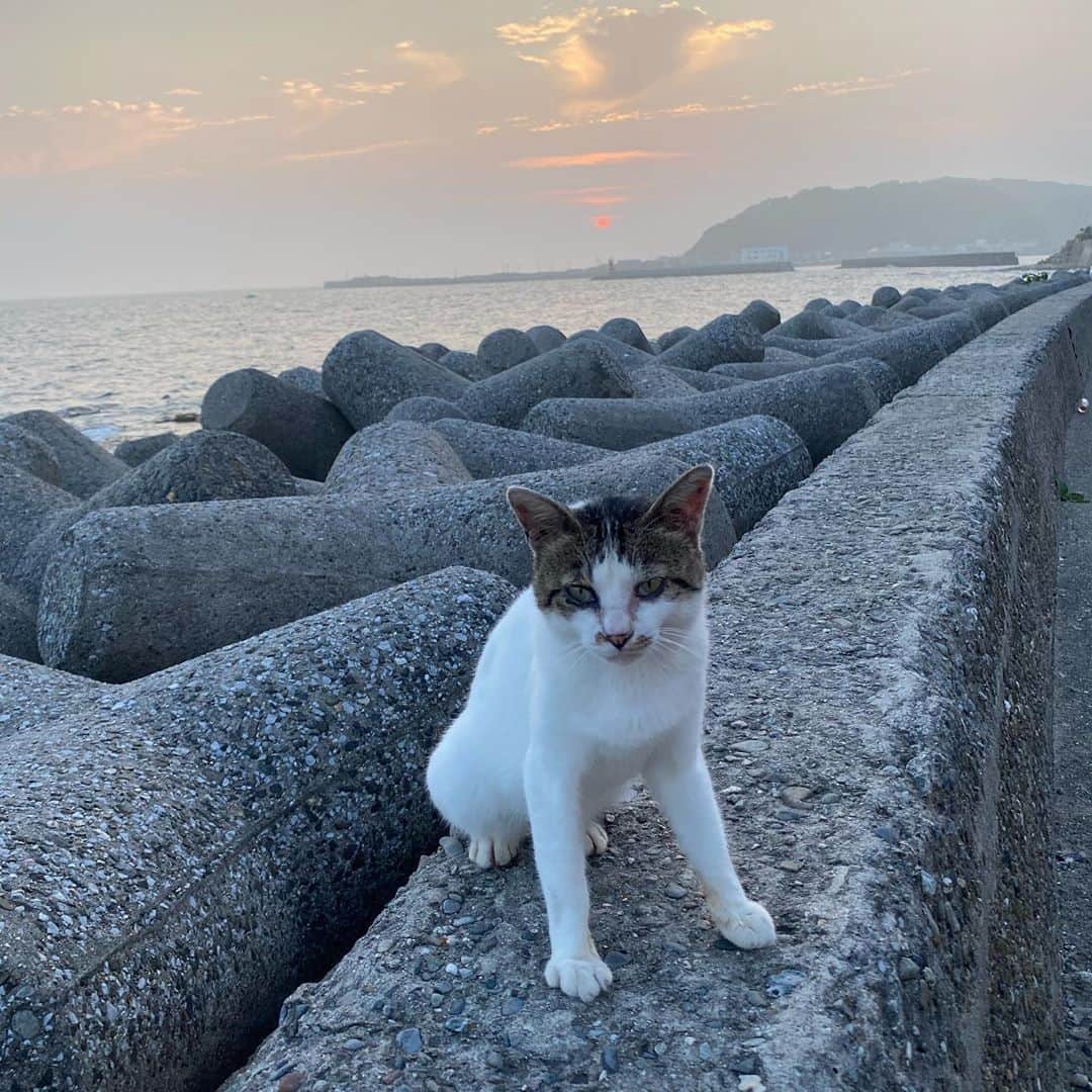 野島樺乃のインスタグラム：「野良ねこちゃん、可愛かったな。 . . . . #南知多 #ねこ #猫」