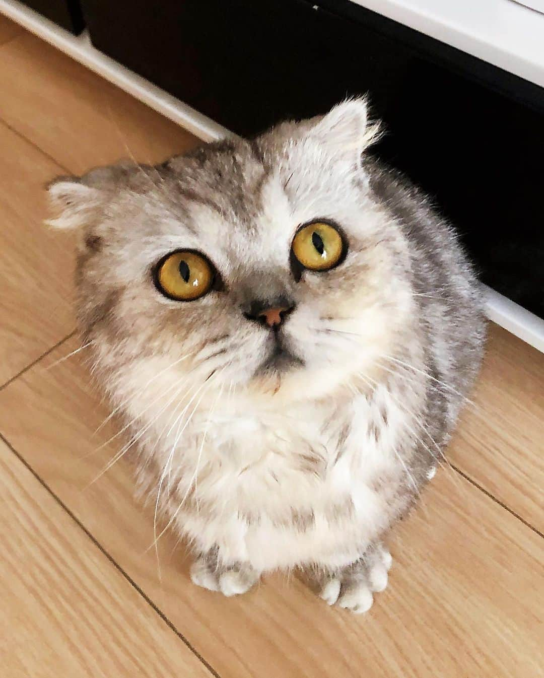 ルフさんのインスタグラム写真 - (ルフInstagram)「#Fold:”Too many ppl said i really look like an owl 🦉,how do u think 🤔?” - - #cat #angel #adorable #lovely #rescuecat #familylove」8月16日 12時52分 - lanlan731