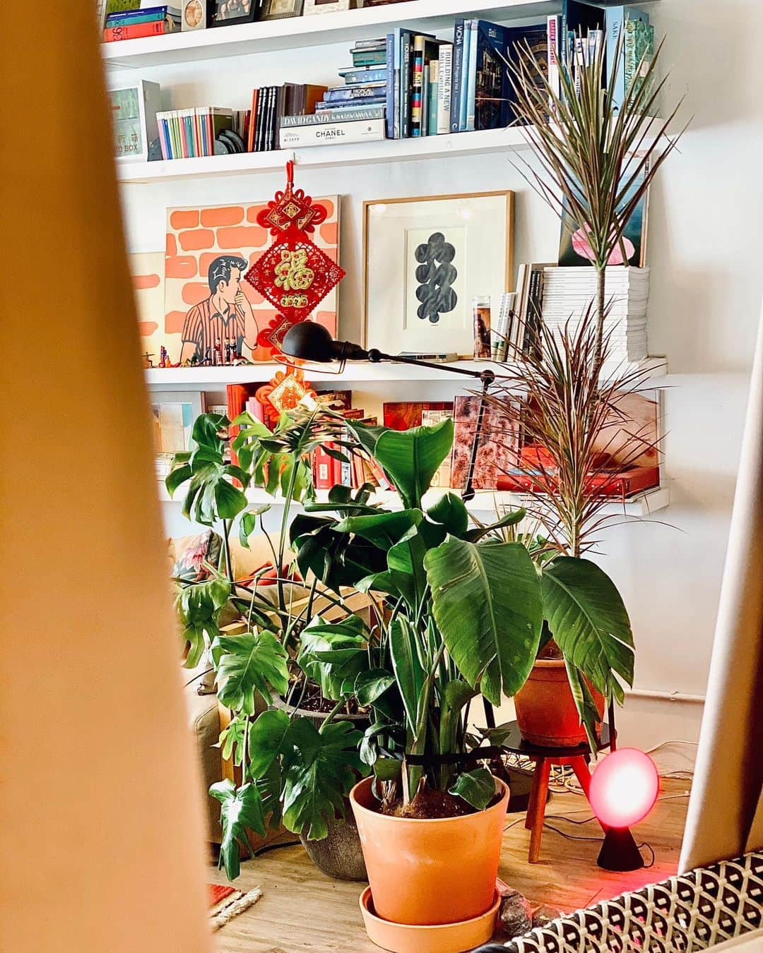 JJ.Acunaさんのインスタグラム写真 - (JJ.AcunaInstagram)「In the absence of any summer vacation photos- here’s photos of house plants and florals. #lifein2020 🌱🌿🎋🌾💐 #bamboo #monsteradeliciosa #yuccagloriosa #yuccapalm #birdsofparadise #shotoniphone #jjiphone11promax #boyswithplants」8月16日 12時52分 - jj.acuna