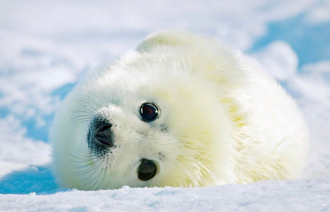 National Geographic Travelさんのインスタグラム写真 - (National Geographic TravelInstagram)「Photo by @bertiegregory  A harp seal pup lies on an ice floe in the Gulf of St. Lawrence, Quebec, Canada. This pup had just finished a big milk meal. Harp seal mothers suckle their pups for just 10 to 14 days. They then abandon the pups and head north, leaving the pups to fend for themselves. Follow @bertiegregory for more wildlife adventures. #wildlife #harpseal #polar #seal #cute」8月16日 13時10分 - natgeotravel
