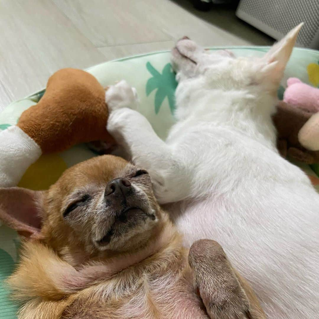 奥菜恵のインスタグラム：「개팔자가 상팔자🐶😪#dogstagram #sleepingdogs #sweetdreams😴 #sleepingchihuahua#시고르자브종💕」