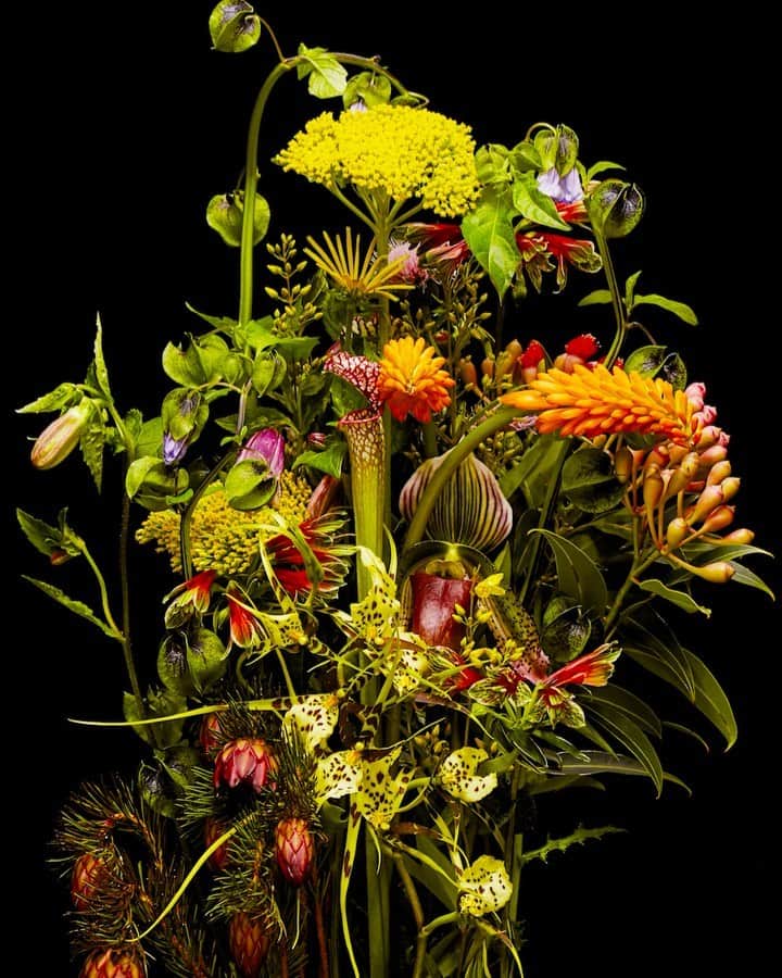 椎木俊介のインスタグラム：「Flowers  #azumamakoto #makotoazuma #shiinokishunsuke #amkk #amkkproject #flowers #flowerart #東信 #東信花樹研究所 #花  #timelapse」