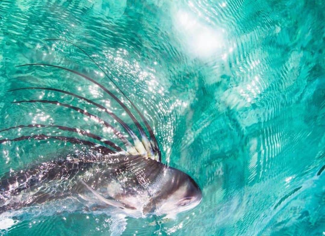 Costa Sunglassesのインスタグラム：「Baja bull. 📷: @corro23 @theflyfishjournal #SeeWhatsOutThere #BornOnTheWater」