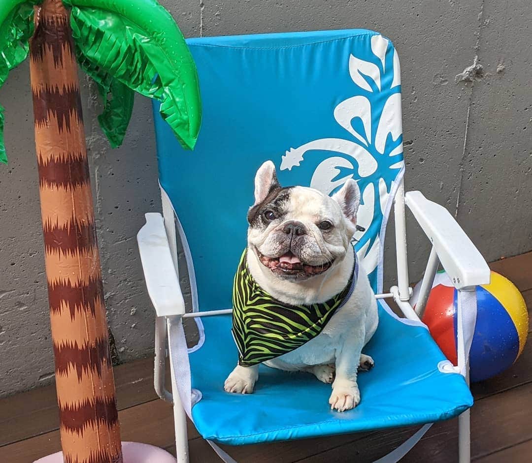 Manny The Frenchieのインスタグラム：「Island vibes at home! ☀️🏝️🌺 Cooling bandana @frenchie_bulldog」