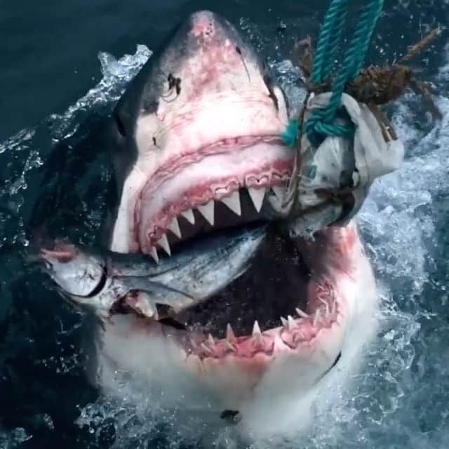 WildLifeのインスタグラム：「@discoversharks 🦈Repost from @discovery /  @Snoopdogg is biting into #sharkweek   Sharkadelic Summer starts now on @Discovery.」