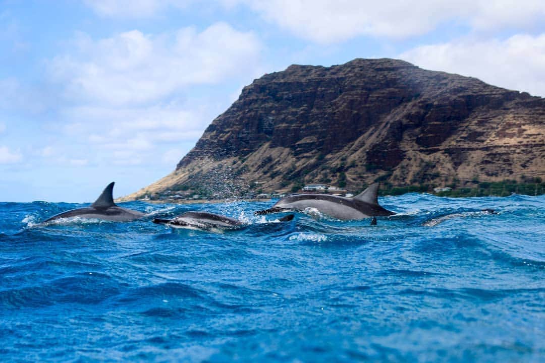 And Youさんのインスタグラム写真 - (And YouInstagram)「Dolphins can swim over 20 miles per hour when they work hard! How fast can you swim? ​. ​. ​. ​. ​. ​. ​. ​. ​. ​. ​. ​. ​. ​. ​. ​. ​#hawaiiholiday #dolphinfacts #animals #sealife #oceanlife #hawaii #oahu #honolulu」8月16日 7時41分 - dolphinsandyou