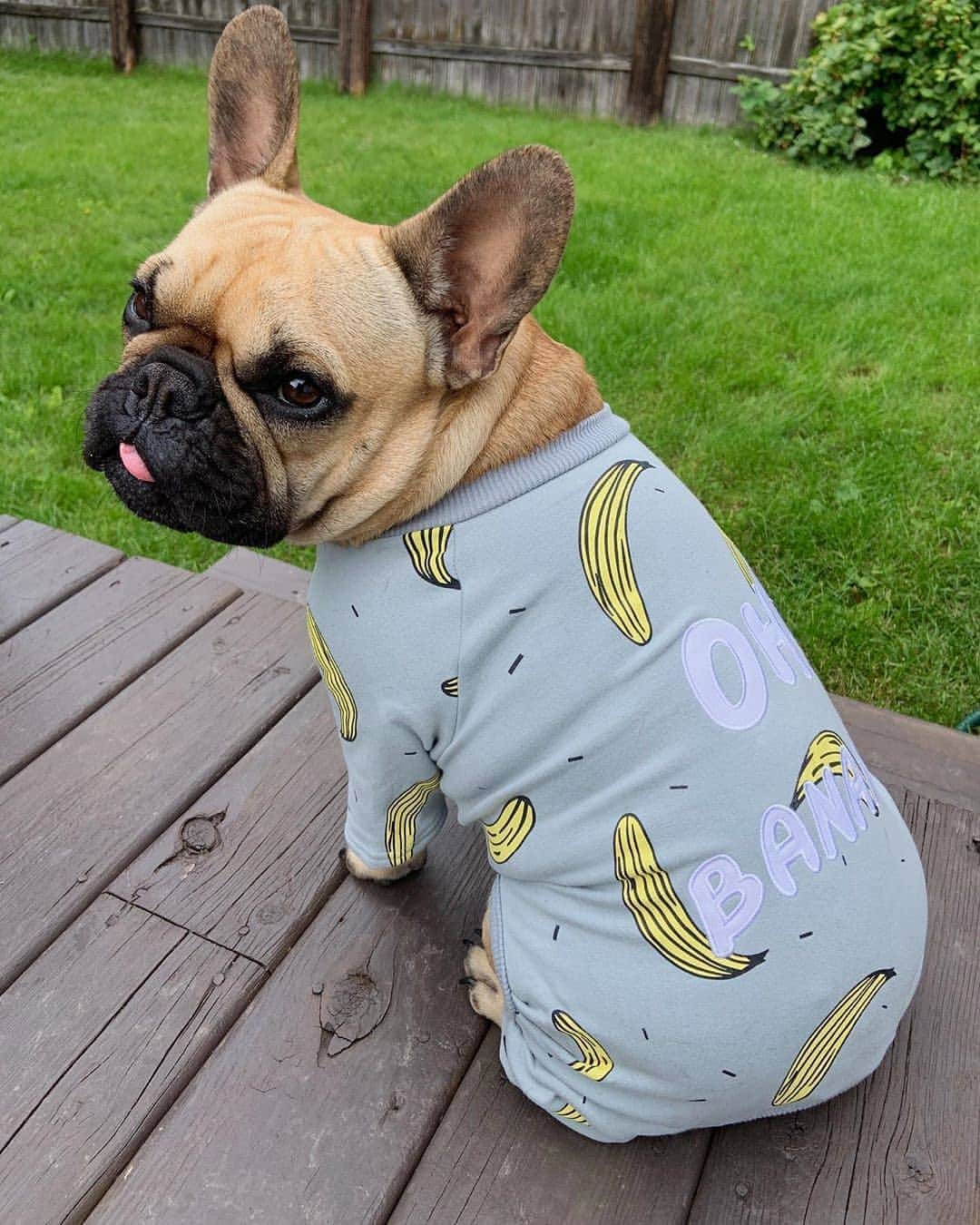 French Bulldogさんのインスタグラム写真 - (French BulldogInstagram)「Cute and cozy with my new onesie from @frenchie.world ❤️ Banana Dog Pajama 🍌🍌🍌 @theodoreewallin . . . . . #frenchbulldog #frenchbulldogs #frenchbulldogpuppies #frenchbulldogsofinstagram #sunshinecoast #cute #bubbles #maxthefrenchbulldog #frenchiepuppy #frenchbulldogsplanet #love #frenchieoftheday #kokokapoochie #bestwoof #dailydog #mydogiscutest #coolafternoons #turtleneck #bestdresseddog #crazypuppy #zenifypets #frenchieworld #instagram #funny_thefrenchies」8月16日 7時41分 - frenchie.world