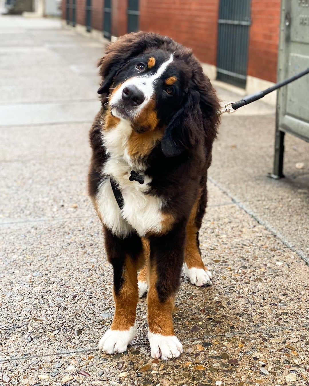 The Dogistさんのインスタグラム写真 - (The DogistInstagram)「Bear, Bernese Mountain Dog (6 m/o), 19th & Spruce St., Philadelphia , PA • “He had a broken leg for a month. My brother’s dog ran into him.”」8月16日 7時55分 - thedogist