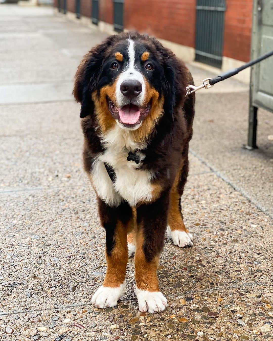 The Dogistさんのインスタグラム写真 - (The DogistInstagram)「Bear, Bernese Mountain Dog (6 m/o), 19th & Spruce St., Philadelphia , PA • “He had a broken leg for a month. My brother’s dog ran into him.”」8月16日 7時55分 - thedogist