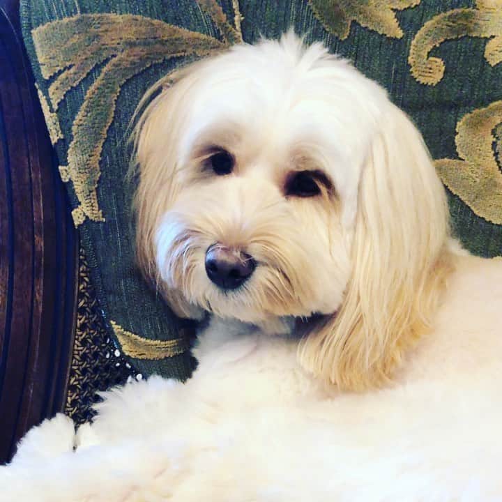 北山陽一のインスタグラム：「つられておきたけどねむい。#きたやまおもち」