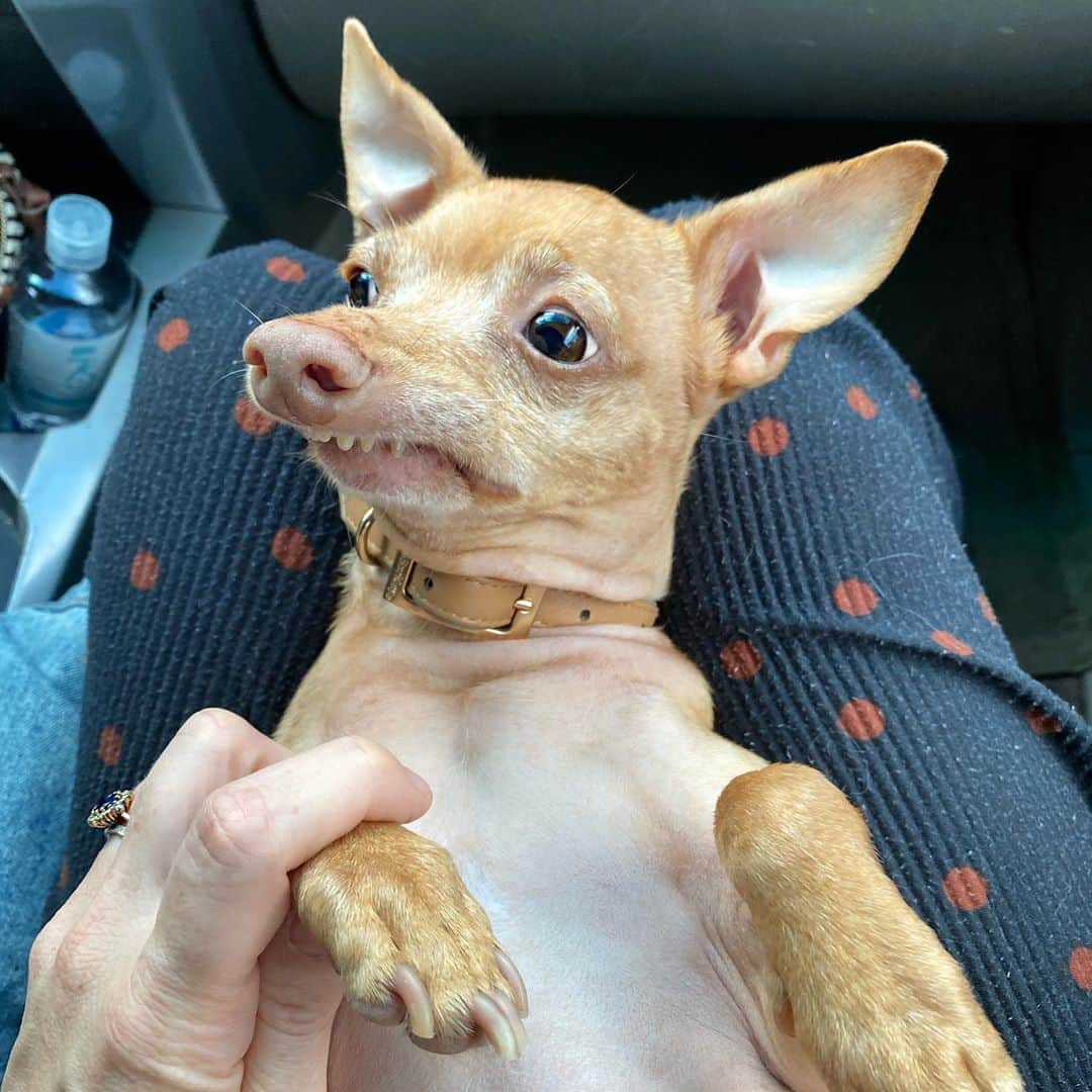 Tuna {breed:chiweenie} さんのインスタグラム写真 - (Tuna {breed:chiweenie} Instagram)「When you just got your nails done but you don’t appreciate just how good they really look. 💅」8月16日 8時38分 - tunameltsmyheart