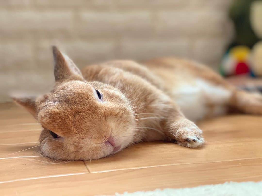 ラン?さんのインスタグラム写真 - (ラン?Instagram)「おはよ🐰💓 ご飯食べたからまた寝ます… (っ˘꒳˘c)すやぁ…zzZ 今日も暑くなりそうですね。 水分補給しっかりして、涼しい場所で過ごしましょ😊 ☆  #うさぎ #ネザーランドドワーフ #rabbit #bunny #bunnystagram  #rabbitstagram  #cute  #かわいい #ふわもこ部  #もふもふ  #zip写真部  #アニマル写真部 #instagramjapan #netherlanddwarf #うさぎと暮らす  #うさぎのいる暮らし #癒し #kawaii #ランちゃん  2020.08.16」8月16日 8時53分 - mofumofuusako