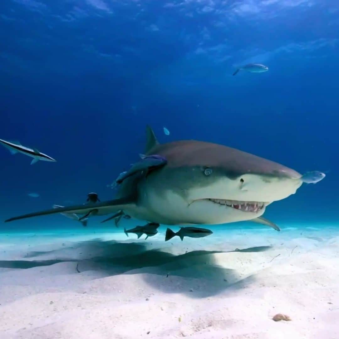 Discoveryさんのインスタグラム写真 - (DiscoveryInstagram)「On the edge of the Bermuda Triangle lies Great Issac Cay, nicknamed Ghost Island, a place locals have abandoned after multiple planes, ships, and people went missing. The island also seems to attract numerous species of sharks. Would you take a chance and visit this haunted shark hotspot?👻🦈  Sharks of Ghost Island starts now on Discovery's #SharkWeek.」8月16日 9時00分 - discovery