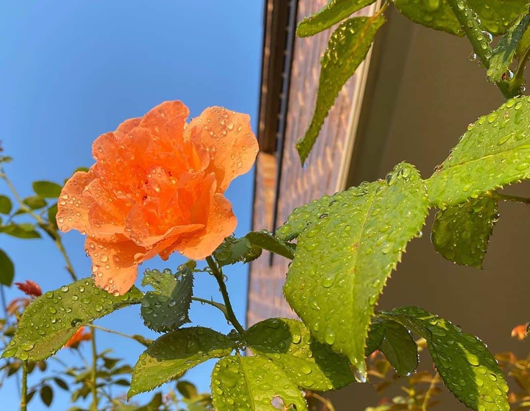 のインスタグラム：「#バラ日記 #roses 109日目　早朝　晴れ  チアガール シャルルドゴール×2 フランソワーズゴジャール  ロイヤルサンセット アルティシモ バレリーナ ほほえみ パローレ 水やり  #roses🌹 #rosestagram #rose  #peace」