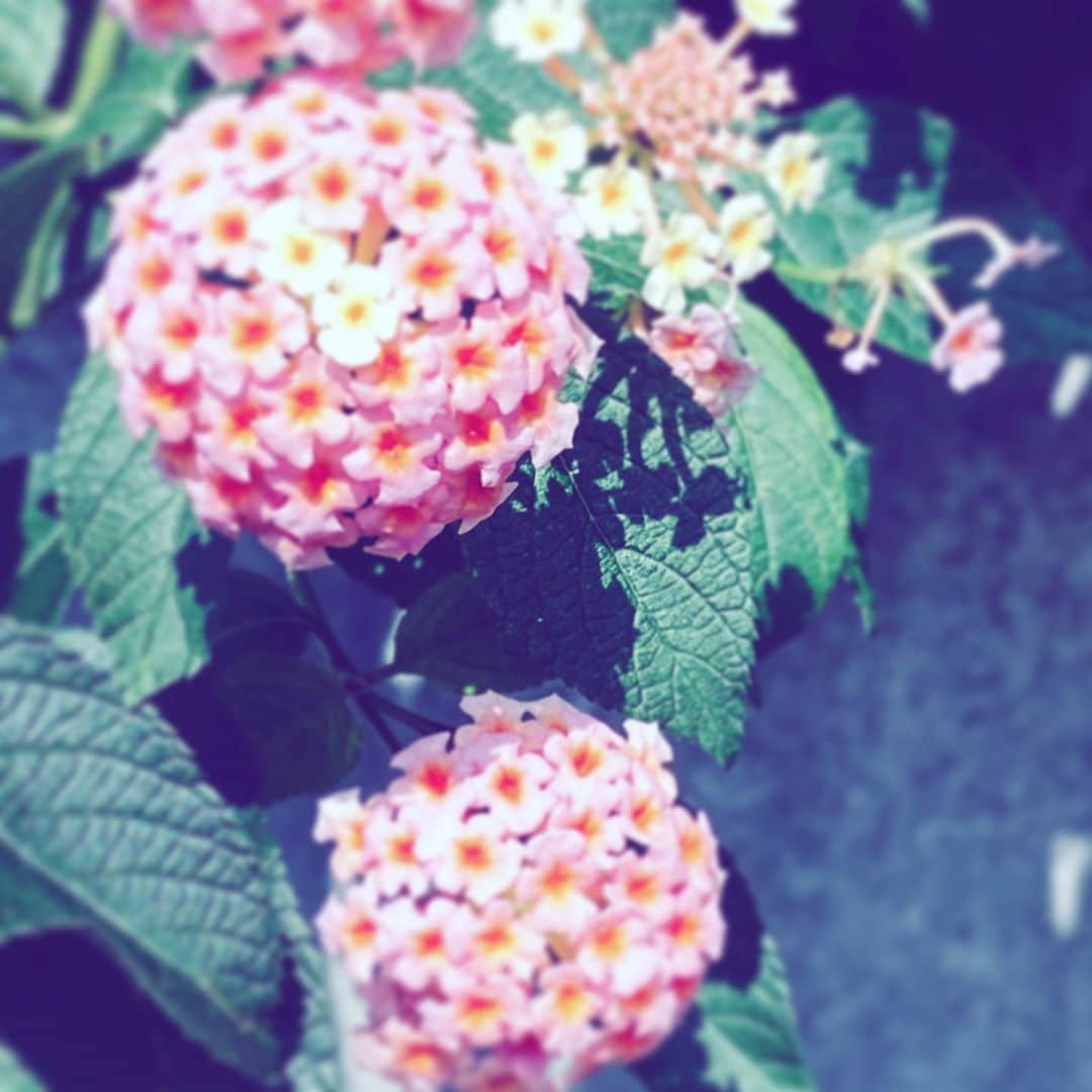 中野敬久さんのインスタグラム写真 - (中野敬久Instagram)「#flowers #flowersoflife #pink #hope #neighborhood」8月16日 9時26分 - hirohisanakano