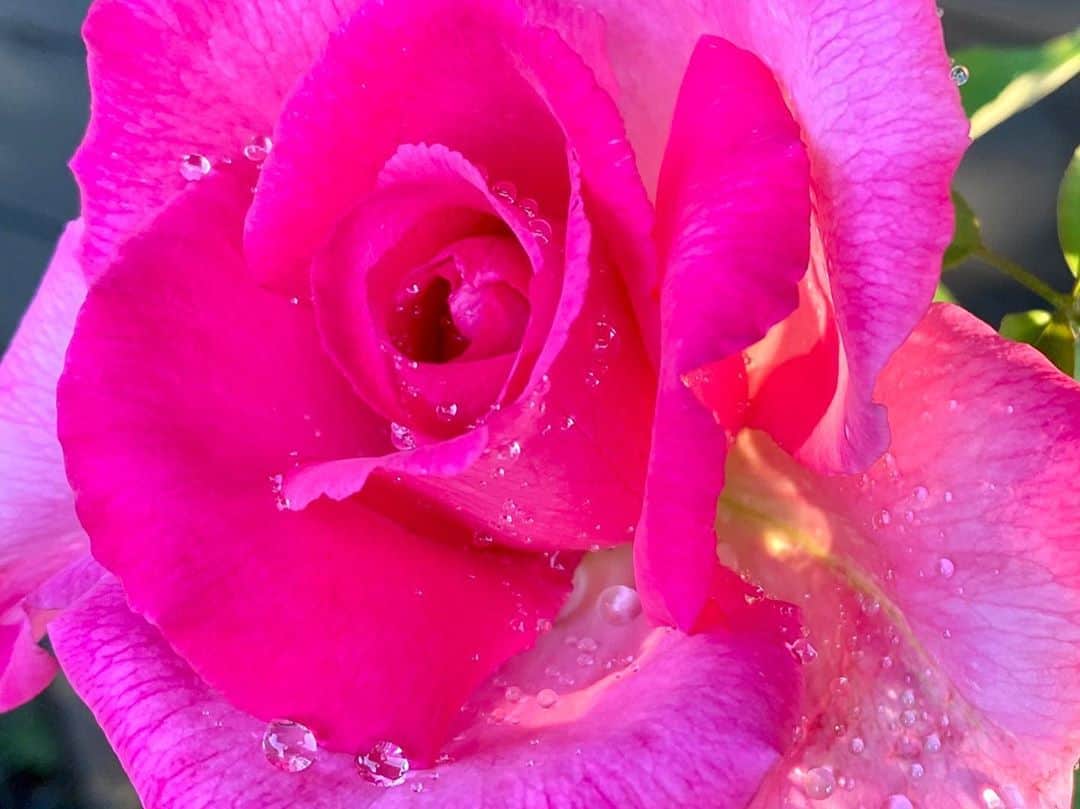 のインスタグラム：「#バラ日記 #roses 109日目　早朝　晴れ  今日はいいのたくさん撮れたんで 追加です  #roses🌹 #rosestagram #rose  #peace」
