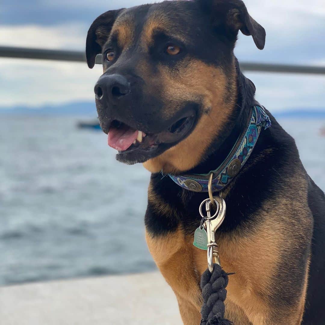 ブリアナ・エヴィガンのインスタグラム：「May the travels begin with my best bud to find some peace in the chaos of the world. #maxthecomebackdog」
