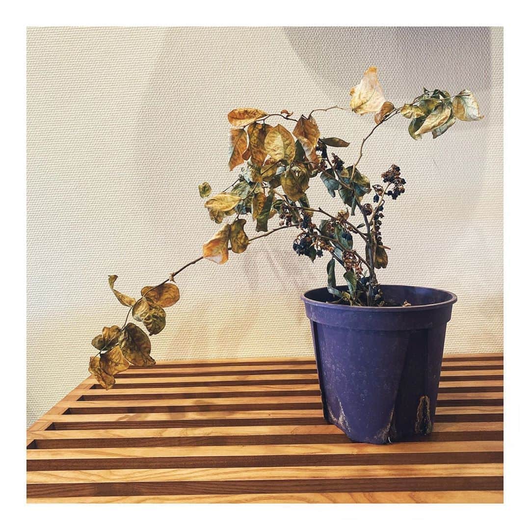 鈴木紗理奈さんのインスタグラム写真 - (鈴木紗理奈Instagram)「ごめん 枯らしてしもたよー。  でも、これはこれで綺麗。」8月16日 10時04分 - munehirovoice