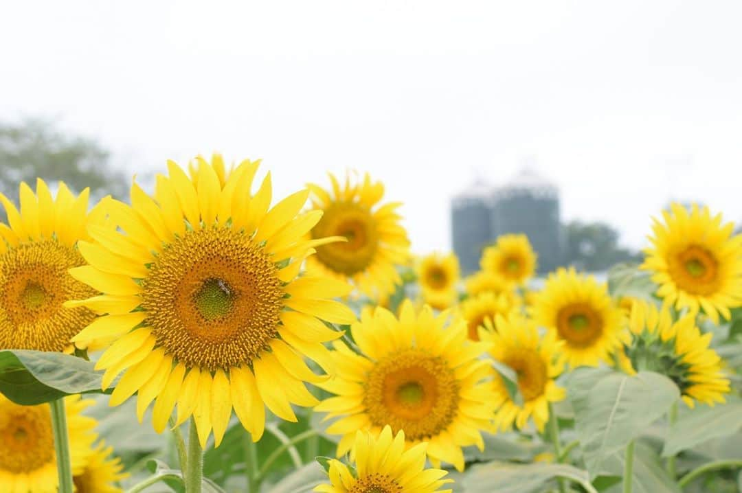 成田ゆめ牧場さんのインスタグラム写真 - (成田ゆめ牧場Instagram)「🌻ひまわり迷路🌻 本日も第4会場、満開です！ 隣の第5会場が開花し始めてきました♪ 迷路の中で繋がっているので、合わせると今年のひまわり迷路の中で1番広い迷路になります！  #ストーリーで動画見られます #2枚目の奥が第5会場🌻 #詳しい開花状況はHPまたはお電話でお問い合わせください #詳しくはhpで  #ひまわり迷路  #ひまわりフェス #成田ゆめ牧場 #ゆめ牧場 #牧場 #千葉県 #成田 #おでかけ  #牛乳 #ヨーグルト #ソフトクリーム #花畑 #naritadreamfarm #farm #farmstagram #flower #sunflower」8月16日 10時08分 - yumebokujo