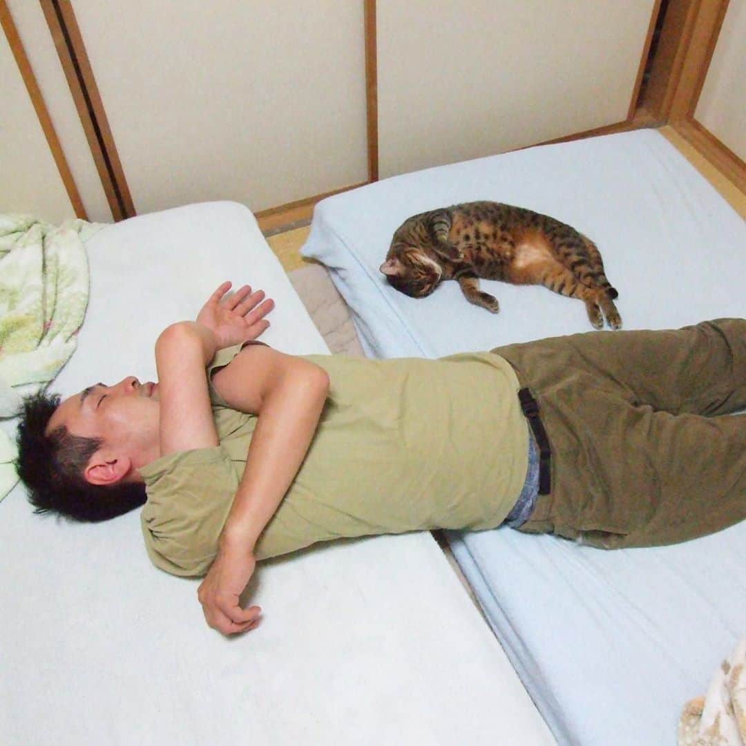nemuru_catさんのインスタグラム写真 - (nemuru_catInstagram)「#不二子#眠る夫  第一婦人😸 写真見てたら涙がでてきたわ… 最後の写真は亡くなる直前の。 * #ねこ部#cat#cats#neko#猫#catsofinstagram#bestmeow#catlover#ふわもこ部#ベンガル#bengal」8月16日 10時27分 - nemuru_cat