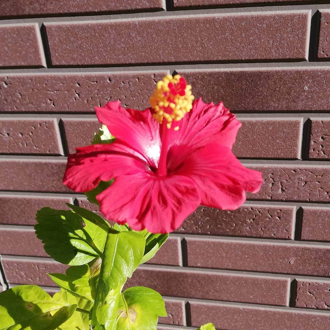 佐藤裕二さんのインスタグラム写真 - (佐藤裕二Instagram)「アッついですね〜。４月に花をつけたハイビスカス。その後もポツポツ咲いてくれます。。  どちらかというと、小花が鉢いっぱいに咲くタイプの花が好きですが、 こうやって長く楽しめるのも、またいいですね。  #ハイビスカス #咲いた  #夏休み #stayhome 中 #暑い#猛暑日 #メーテレ #アップ #ドデスカ #佐藤裕二 #花おじさん」8月16日 10時33分 - karaage_satou