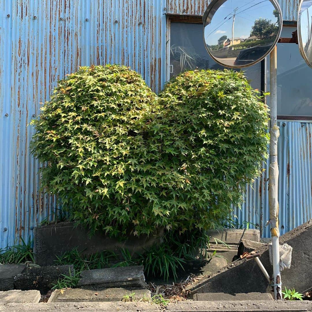 mitsuxmitsu24のインスタグラム：「Heart 💚 * * 毎日通る近所の道端にある、ずっと気になっていたハート型の植木。 助手席の息子に撮ってもらったら、「ここのお家の人、優しそうなおじいさんとおばあさんだよ」って。 通学路でもあるから息子の方がよく知ってるね。 * * #ハート #植物のある暮らし  #緑のある暮らし  #気づき」