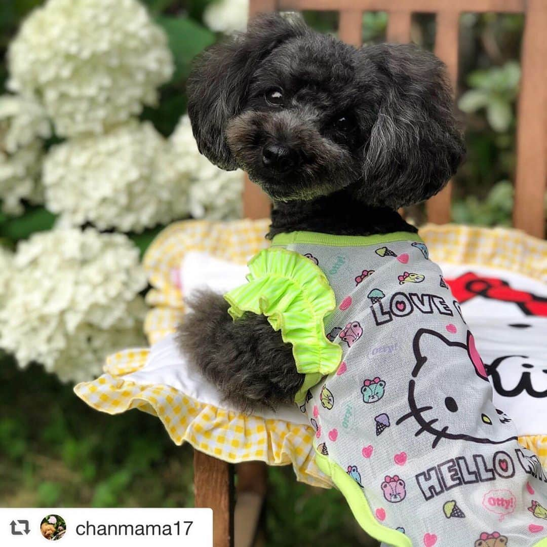 大原かおりさんのインスタグラム写真 - (大原かおりInstagram)「♡♡♡ 🐶プードルのくーちゃん🐶 @chanmama17  #Otty商品 リポスト ❤︎Otty×HELLO KITTYコラボ ・スーパークールクール アイス柄メッシュタンク ・フェイス カフェマット(アゴ乗せ枕付き) ☺︎ イエローカラーが映えててステキ〜😍💛 振り向きショットも正面からのおすましショットも可愛いなっ🐶💕 くーちゃん、アジサイと一緒の可愛いお写真ありがとねっ🐶✨ ⑅◡̈⑅ #Ottyの夏 #プードル #くーちゃん #HELLOKITTY #キティちゃんコラボ #スーパークールクール #暑さ対策 #DogStagram #わんことの暮らし #🐶❤️  ♔∴∵∴∴∵∴♔∴∵∴♔∴∵∴♔∴∵∴♔∴∵∴♔∴∵∴♔∴∵∴♔∴∵∴♔∴∵∴♔ repost @chanmama17 男の子だって可愛い❤️ フリフリキティちゃん💕  #815なの #ブラックプードル #タイニープードル #ブラック#男子 #29qclub#29qペットに感謝  #メッシュタンク#otty#キティ#フリフリ#蛍光色#似合う #男の子だって#アナベル #トイプードル#多頭飼い #わんこのいる生活  #お庭のある暮らし」8月16日 10時41分 - oharagaori_otty