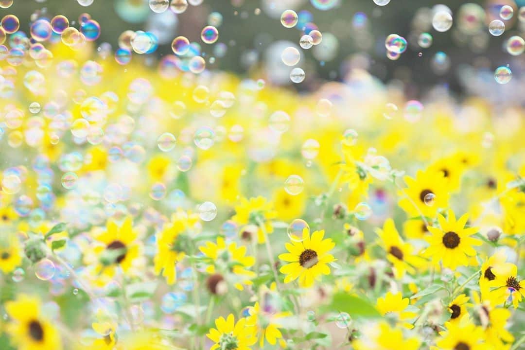 のインスタグラム：「☀️ 2020.08.16 Sun #昭和記念公園  ハーブの丘 #向日葵 🌻と #シャボン玉 のコラボ 今日もイベントあるみたいだけど… この暑さ💦なので、難しいですネ😅 #心に花を  日曜日…お休みはラストだけど… 今日も元気に🤗  location #東京 📷撮影 2020年08月08日」