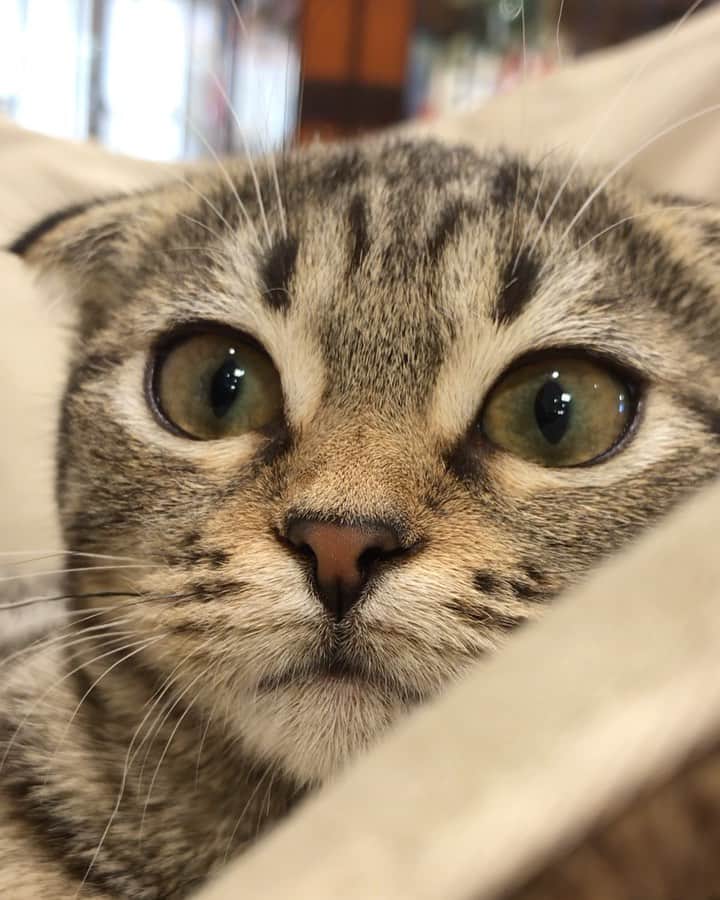 やみちゃん。のインスタグラム：「スコ」
