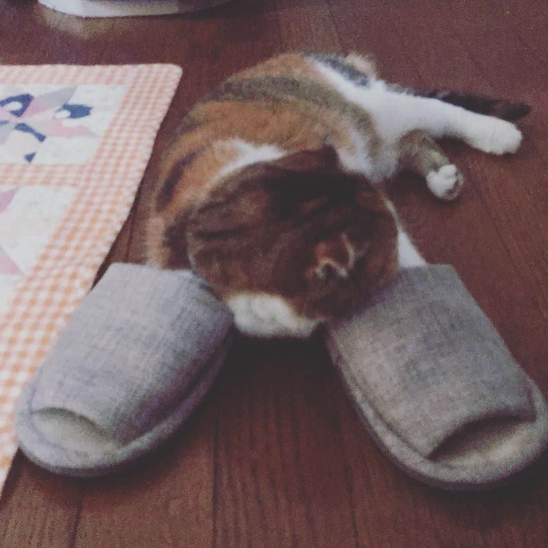 及川奈央さんのインスタグラム写真 - (及川奈央Instagram)「幼い頃からスリッパが好きな みく。 あぁ愛おしい。 母が頻繁にこうして送ってくれる写真と動画に癒される日々です。 #愛猫  #木下藤吉郎」8月16日 11時21分 - naooikawa