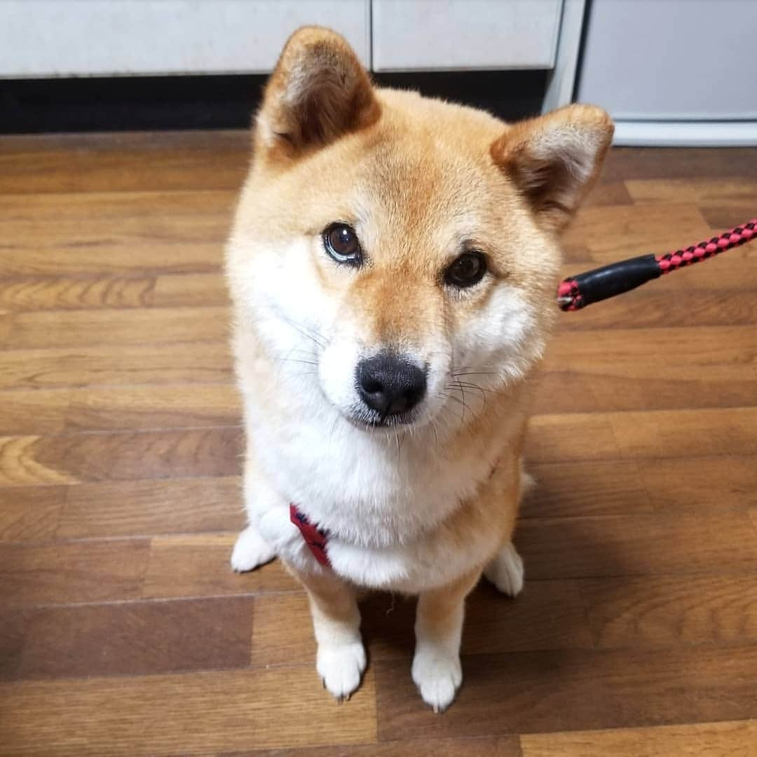 柴犬たま Shibainu Tamaのインスタグラム