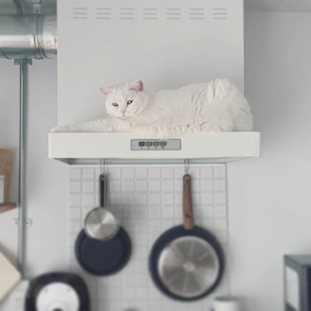 てふのインスタグラム