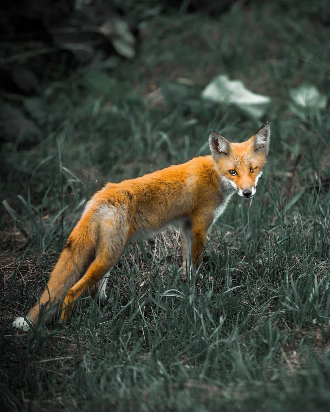 U2 Filmmakerのインスタグラム：「ＷＩＬＤ ＦＯＸ #🦊 #wildlife」