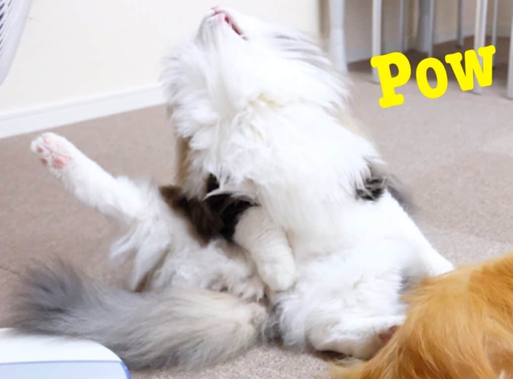 Hanaさんのインスタグラム写真 - (HanaInstagram)「#michaeljackson#マイケルジャクソン * ポォーーーッ！！🎩🎤👑 * お姉の背後に伝説の#マイコー * 可愛いが過ぎるぞ！！ * * ブログ更新しました♪ http://kedamakyoudai.blog.jp/ #NorwegianForestCat#Pomeranian#catlover#doglover#dogs#cat#fluffy#pom#fluffydog#catsofinstagram#dogsofinstagram#fluffycat#ノルウェージャンフォレストキャット#ポメラニアン#pecoいぬ部#ペコねこ部#犬と猫のいる暮らし#かわいい#cute#cutecat#cutedog#funny#funnydog#funnycat#いぬのきもち#ねこのきもち#ライブドアインスタブロガー」8月16日 12時00分 - mofu2family