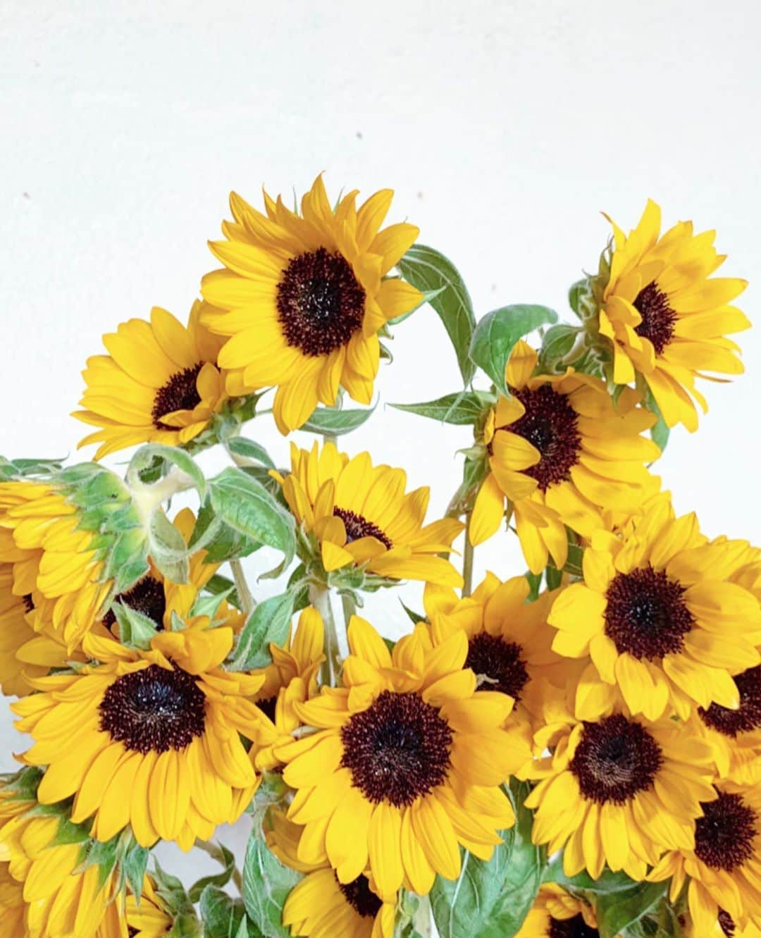 MARISのインスタグラム：「I still love you Summer 💛  #summer #sunshine #sunflower #夏」