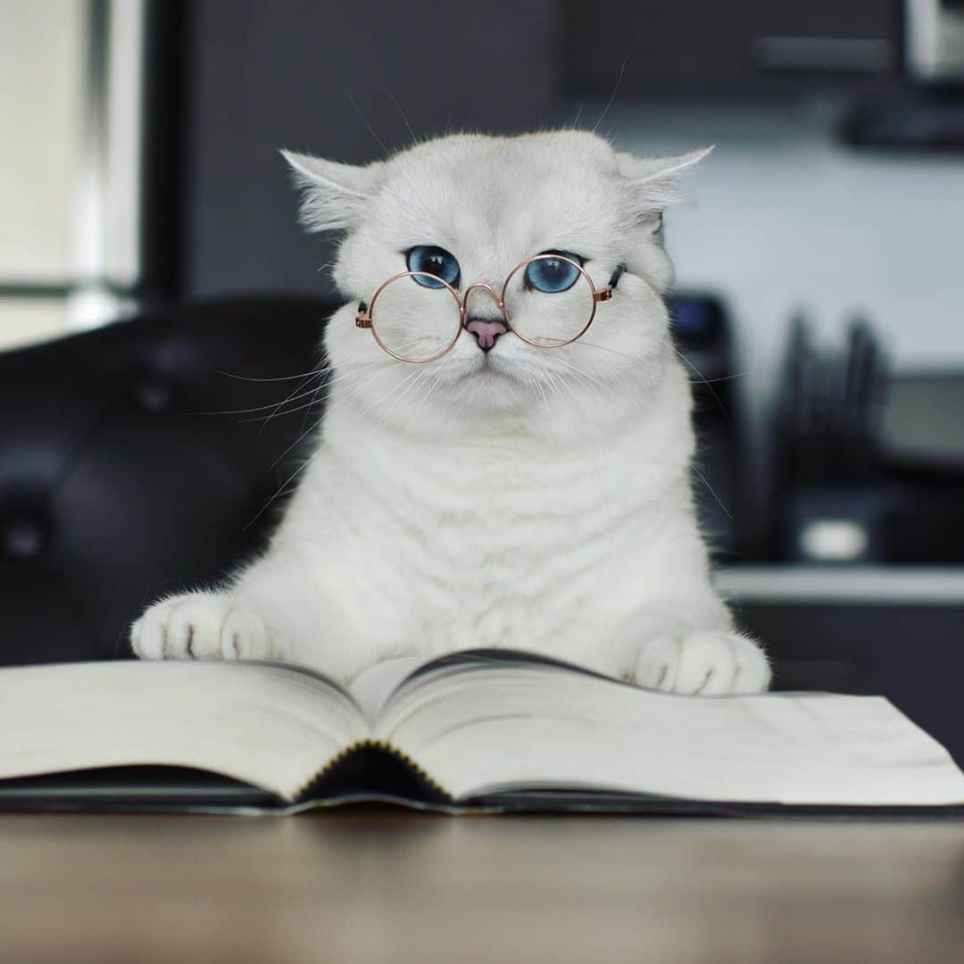 コビーさんのインスタグラム写真 - (コビーInstagram)「I don’t read for enjoyment. I read to outsmart my humans into giving me more treats.」8月16日 21時43分 - cobythecat