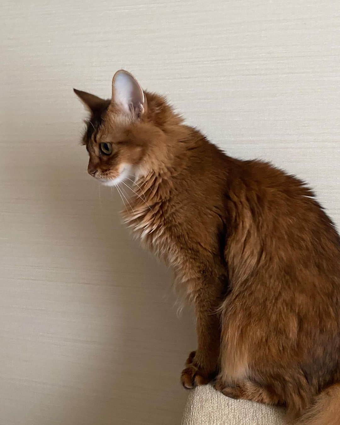 seikaさんのインスタグラム写真 - (seikaInstagram)「お久しぶりのガブちゃん🐈﻿ お家にいる時間が多いから、﻿ 完全に猫同士だと思われている様子。笑」8月16日 21時47分 - seika_boo