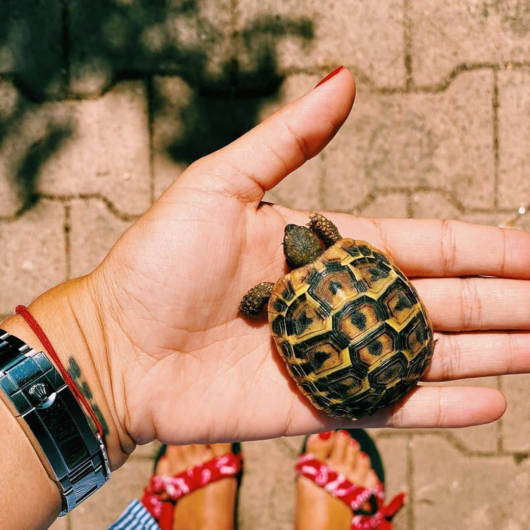 アリゼさんのインスタグラム写真 - (アリゼInstagram)「Bonjour toi🐢 #home #lapetitenouvelletrouvéedanslejardin」8月16日 22時02分 - alizeeofficiel