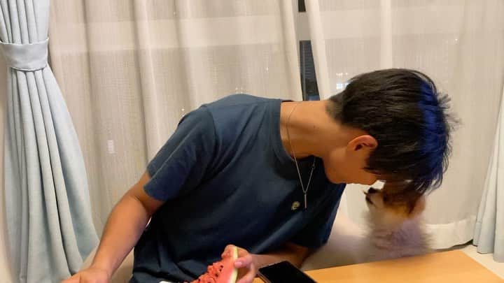 RIO POMEのインスタグラム：「ばあばにもらったスイカ🍉食べてるの❓  ぼくも欲しいんやけど😢  志村食いしてるけどさ🍉  #ポメラニアン #pomeranian  #犬 #dog #dogstagram#doglover #愛犬 #わんこ #ポメラニアン大好き #ポメラニアンが世界一可愛い #pom #ぽめらにあん #ポメ#pomeraniansofinstagram  #pomeranianlove #ふわもこ部 #いぬバカ部 #癒しわんこ#instapic#pomstagram #puppy #dogsofinstagram #cute#cutedog」