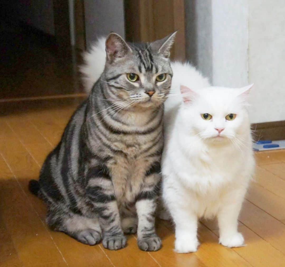 nemuru_catさんのインスタグラム写真 - (nemuru_catInstagram)「#ルパン#ごえもん  ルパン君はお兄ちゃんを 我が子のように お兄ちゃんはルパン君を お母ちゃんのように思っていたのかな。 最後の写真はクッションに私が座ると 右にルパン左がお兄ちゃんが 定位置でした😸 * #ねこ部#cat#cats#neko#猫#catsofinstagram#bestmeow#catlover#instagramjapan#ふわもこ部#アメリカンショートヘア#americanshorthair#白猫#アメリカンショートヘア#americanshorthair」8月16日 22時12分 - nemuru_cat