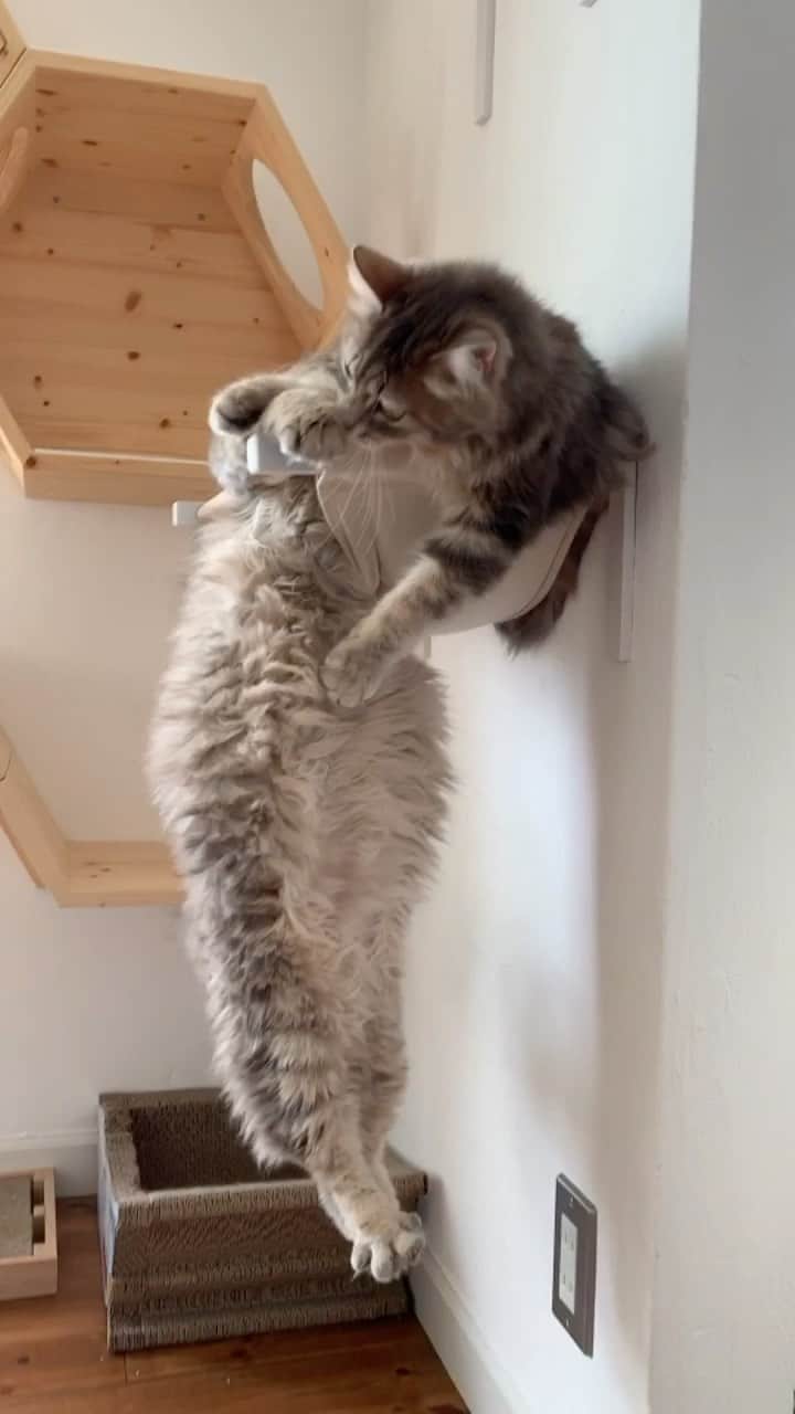nocoaのインスタグラム：「リール… 使いこなせん むず ． #ロイサラ成長記録  #nocoa動画#catvideo#猫動画」